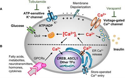 Ca2+ signaling and metabolic stress-induced pancreatic β-cell failure